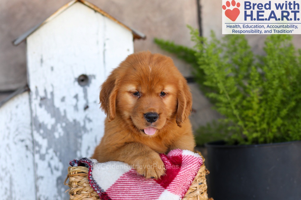 Asher Image of Asher, a Golden Retriever puppy