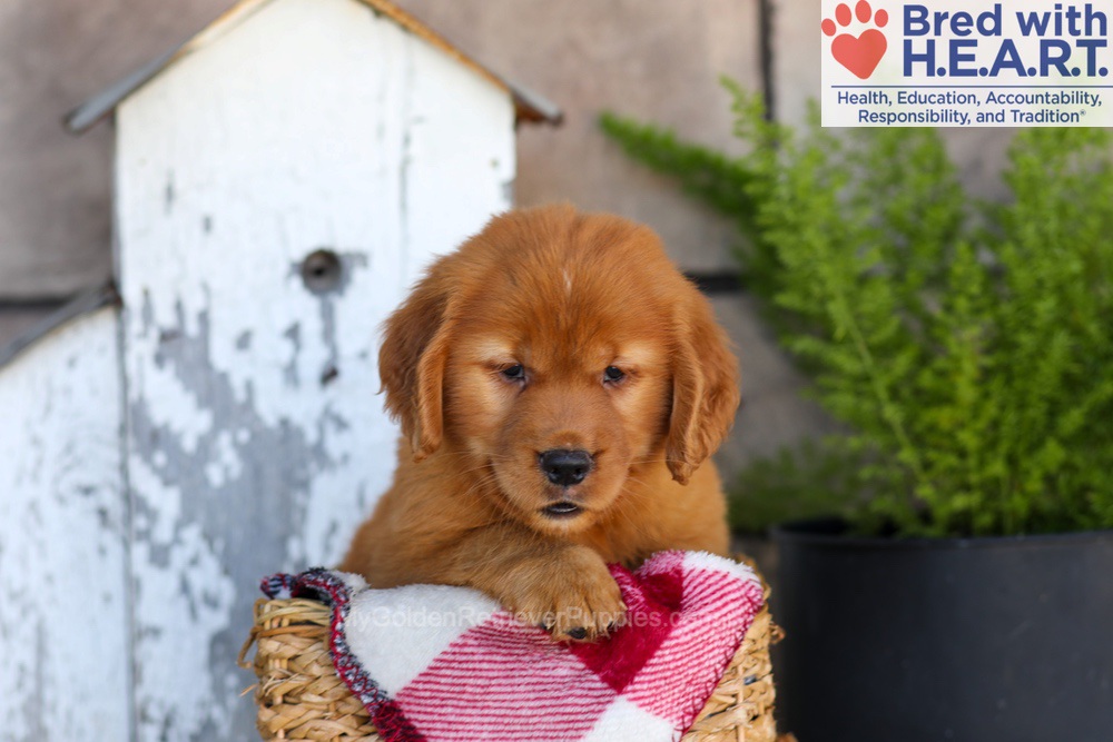 Asher Image of Asher, a Golden Retriever puppy
