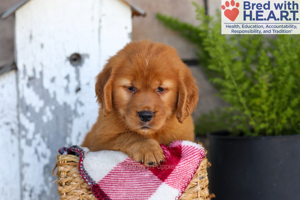 Asher Image of Asher, a Golden Retriever puppy