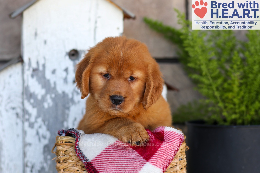 Asher Image of Asher, a Golden Retriever puppy