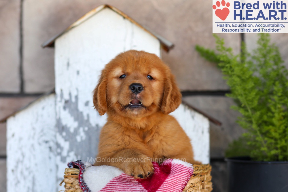 Asher Image of Asher, a Golden Retriever puppy