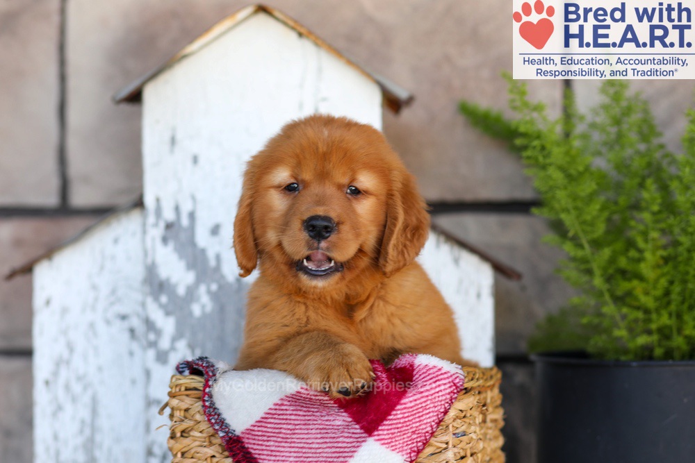 Asher Image of Asher, a Golden Retriever puppy