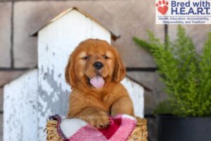 Image of Asher, a Golden Retriever puppy