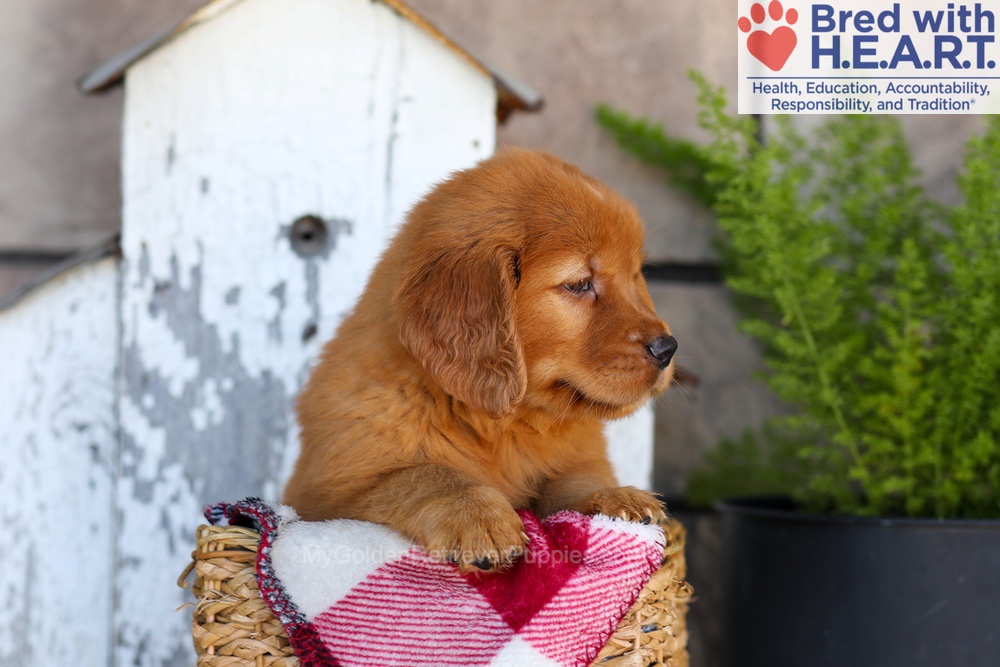 Asher Image of Asher, a Golden Retriever puppy