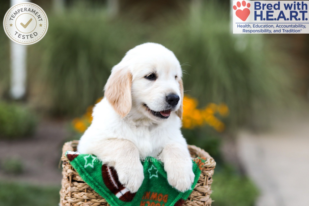Barney Image of Barney, a Golden Retriever puppy