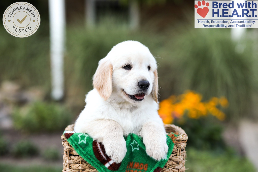 Barney Image of Barney, a Golden Retriever puppy