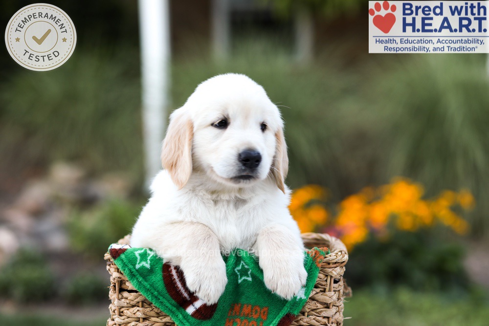 Barney Image of Barney, a Golden Retriever puppy
