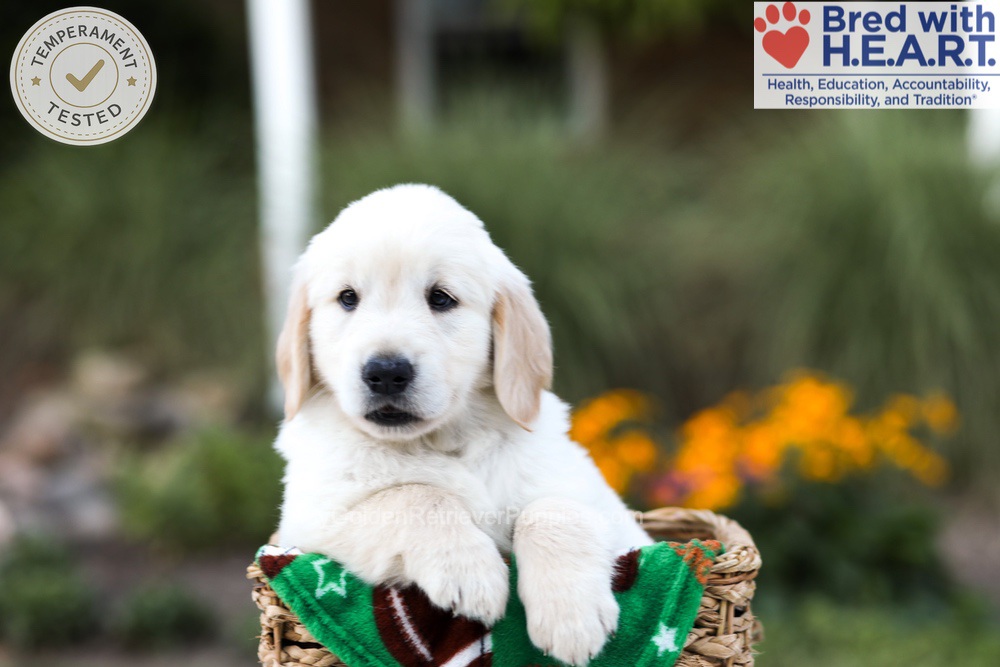 Barney Image of Barney, a Golden Retriever puppy