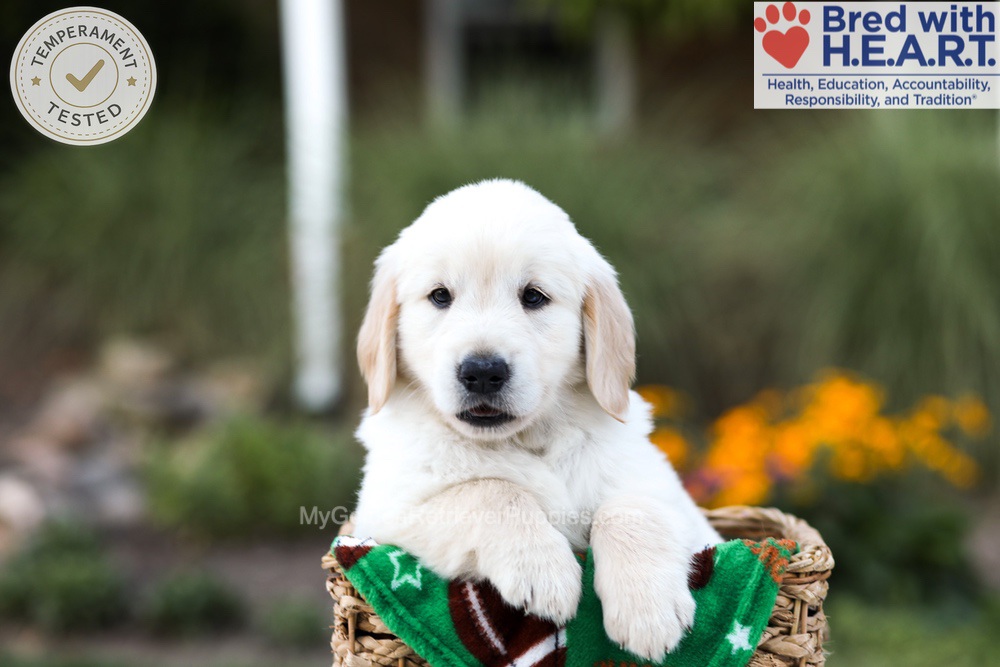 Barney Image of Barney, a Golden Retriever puppy