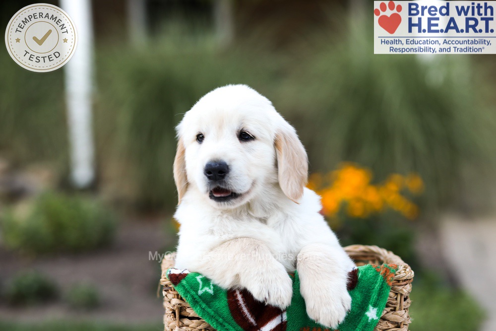 Barney Image of Barney, a Golden Retriever puppy