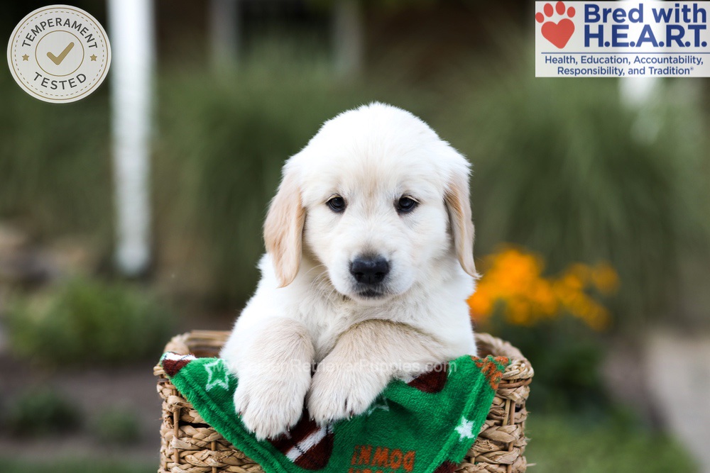 Barney Image of Barney, a Golden Retriever puppy