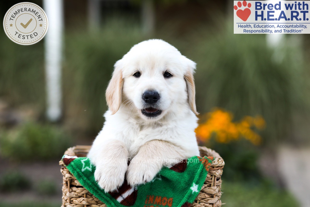 Barney Image of Barney, a Golden Retriever puppy