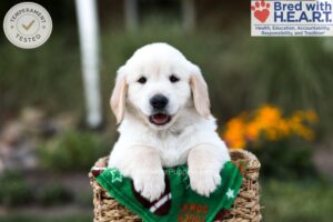 Image of Barney, a Golden Retriever puppy