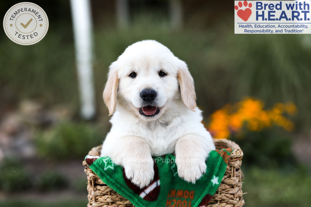Barney Image of Barney, a Golden Retriever puppy