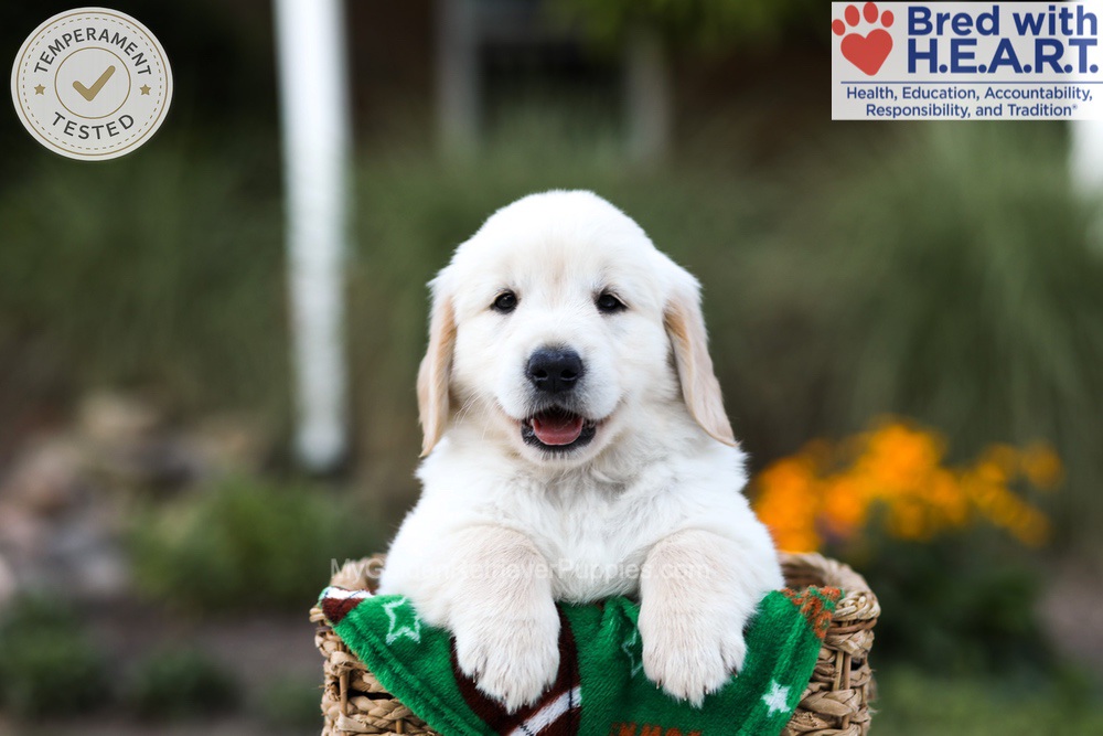 Barney Image of Barney, a Golden Retriever puppy