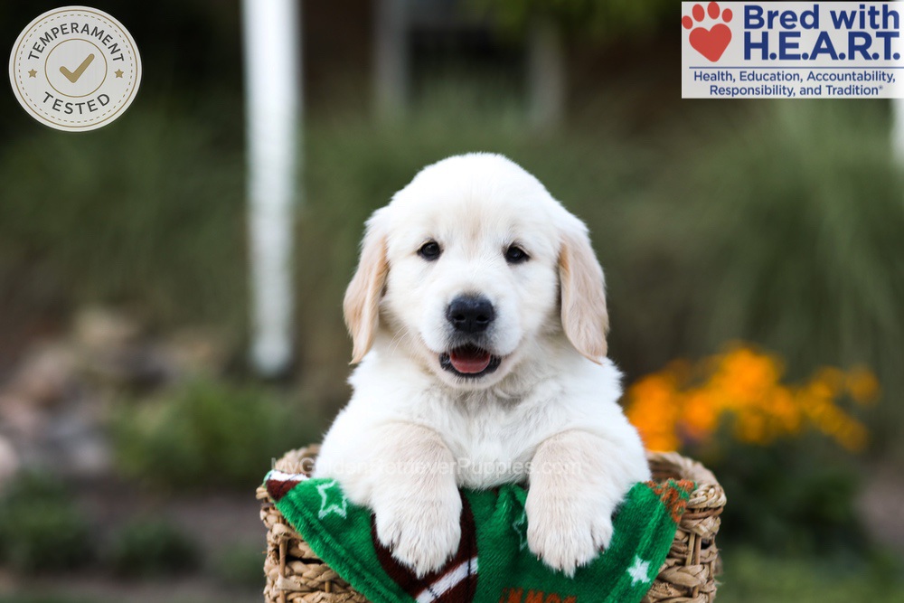 Barney Image of Barney, a Golden Retriever puppy