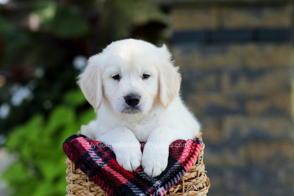 Baxter Image of Baxter, a Golden Retriever puppy