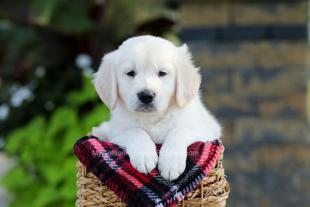 Baxter Image of Baxter, a Golden Retriever puppy