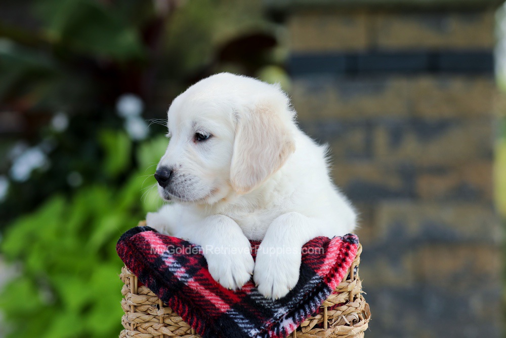Baxter Image of Baxter, a Golden Retriever puppy