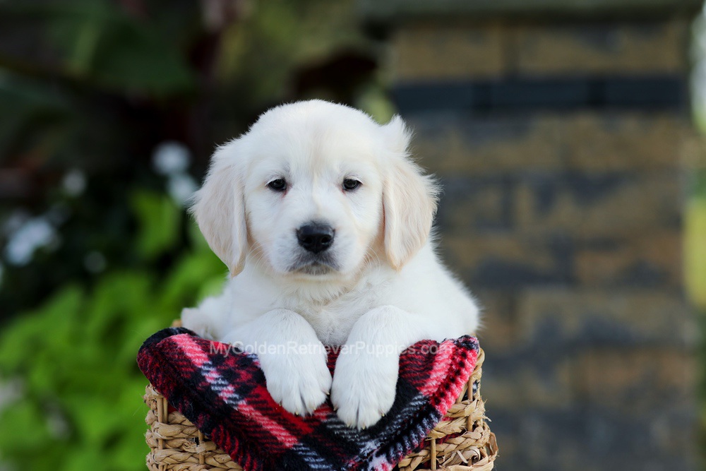 Baxter Image of Baxter, a Golden Retriever puppy