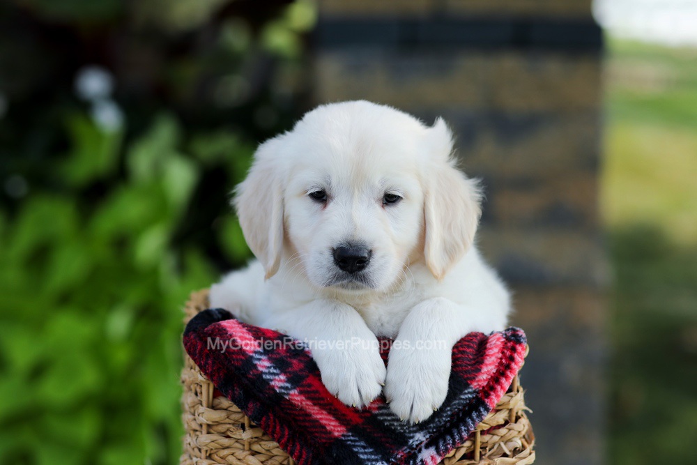 Baxter Image of Baxter, a Golden Retriever puppy
