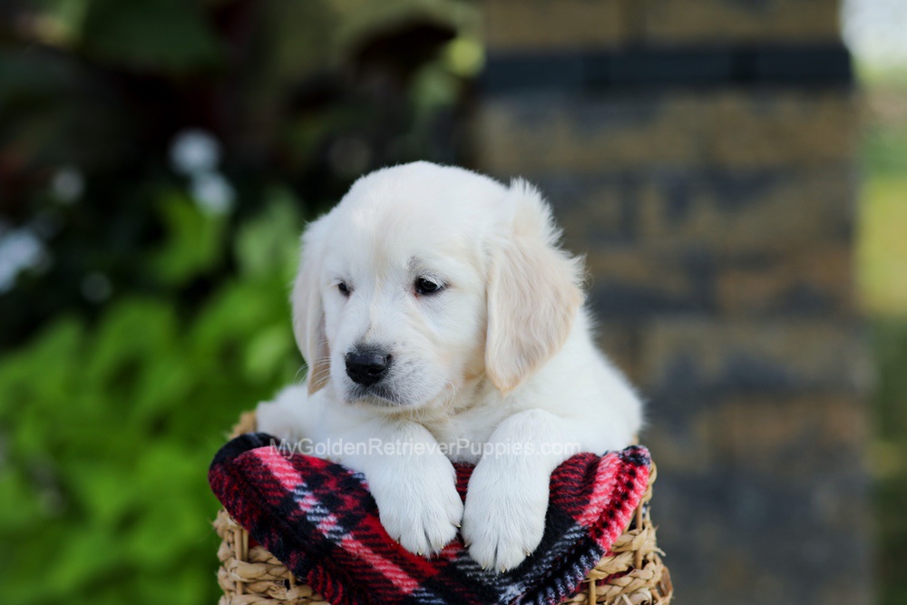Baxter Image of Baxter, a Golden Retriever puppy