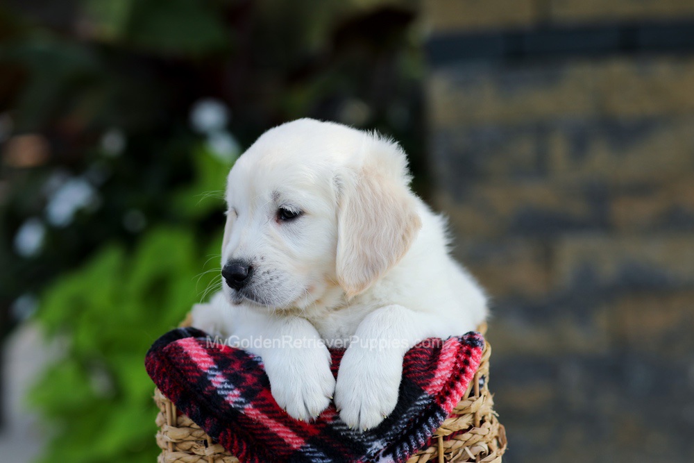 Baxter Image of Baxter, a Golden Retriever puppy
