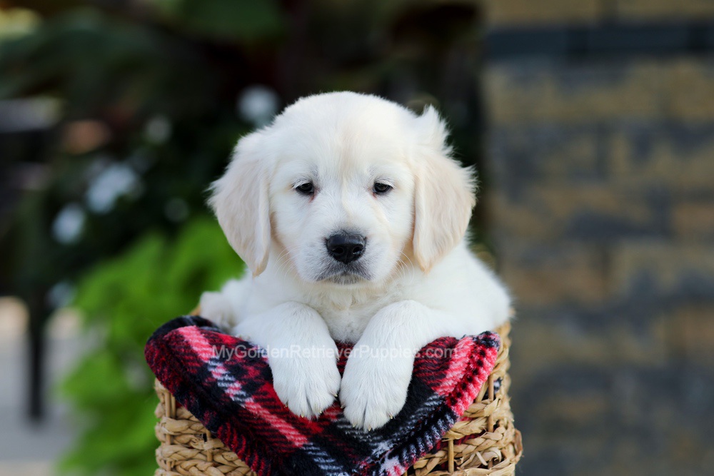 Baxter Image of Baxter, a Golden Retriever puppy