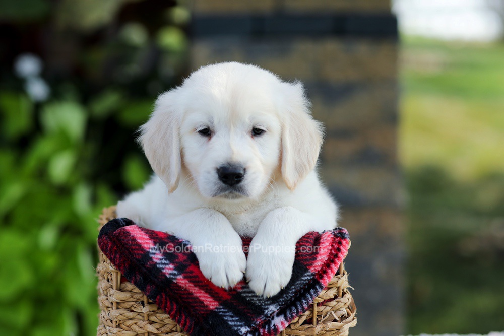 Baxter Image of Baxter, a Golden Retriever puppy