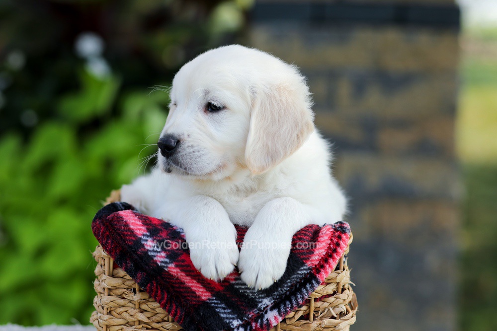 Baxter Image of Baxter, a Golden Retriever puppy