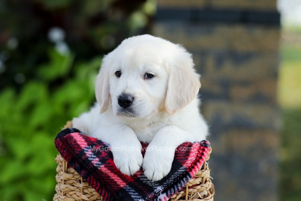 Baxter Image of Baxter, a Golden Retriever puppy