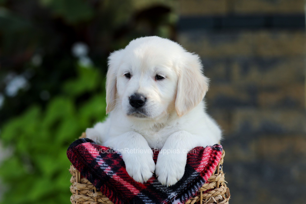 Baxter Image of Baxter, a Golden Retriever puppy