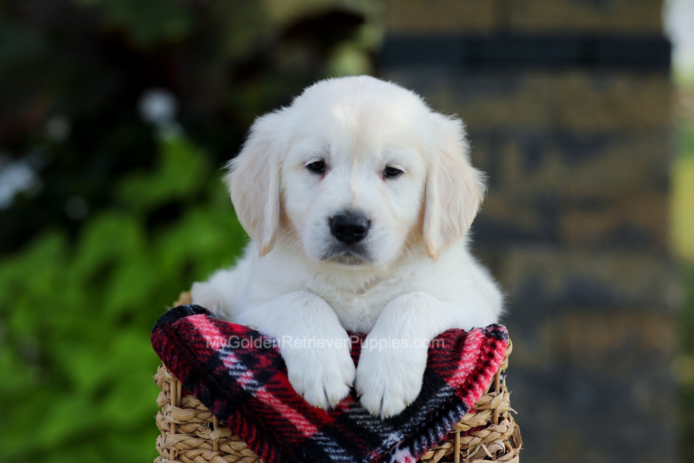 Baxter Image of Baxter, a Golden Retriever puppy