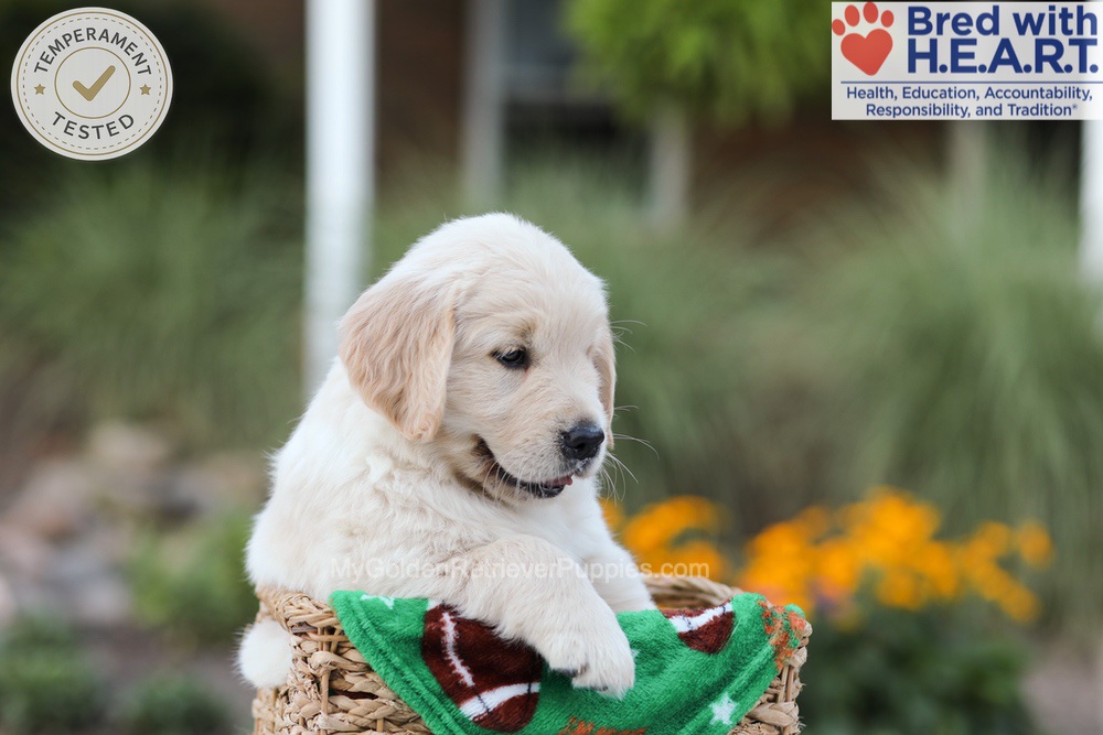 Bear Image of Bear, a Golden Retriever puppy