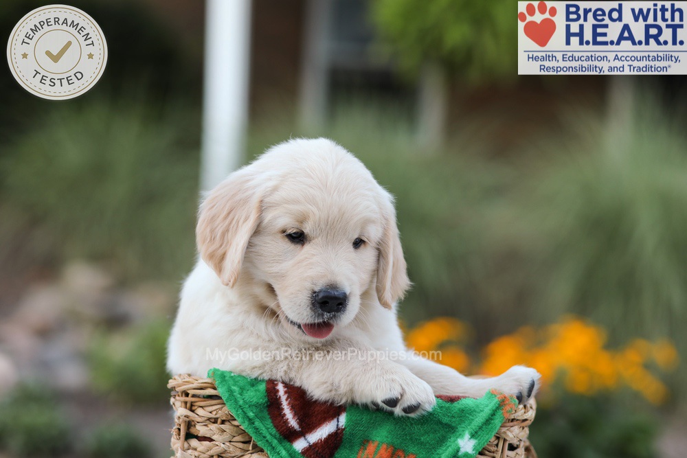 Bear Image of Bear, a Golden Retriever puppy