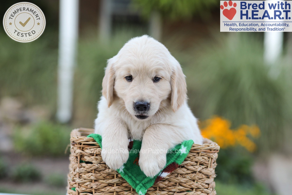 Bear Image of Bear, a Golden Retriever puppy