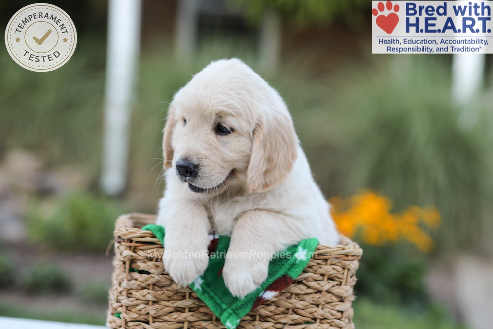 Bear Image of Bear, a Golden Retriever puppy