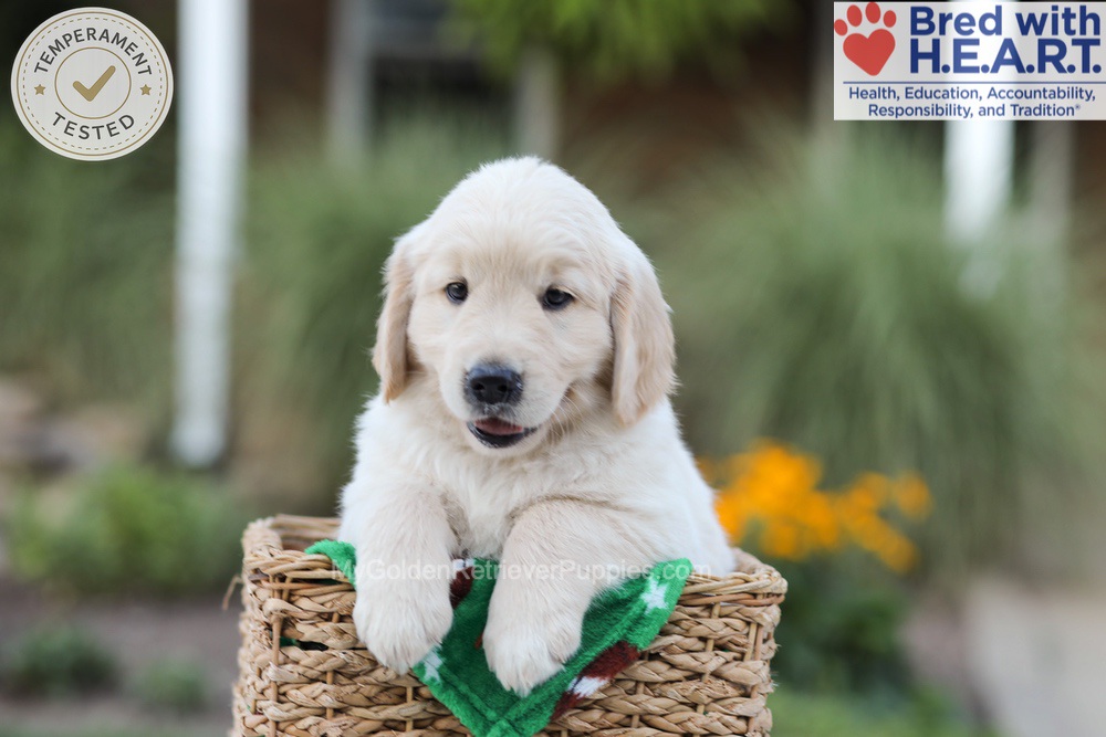 Bear Image of Bear, a Golden Retriever puppy