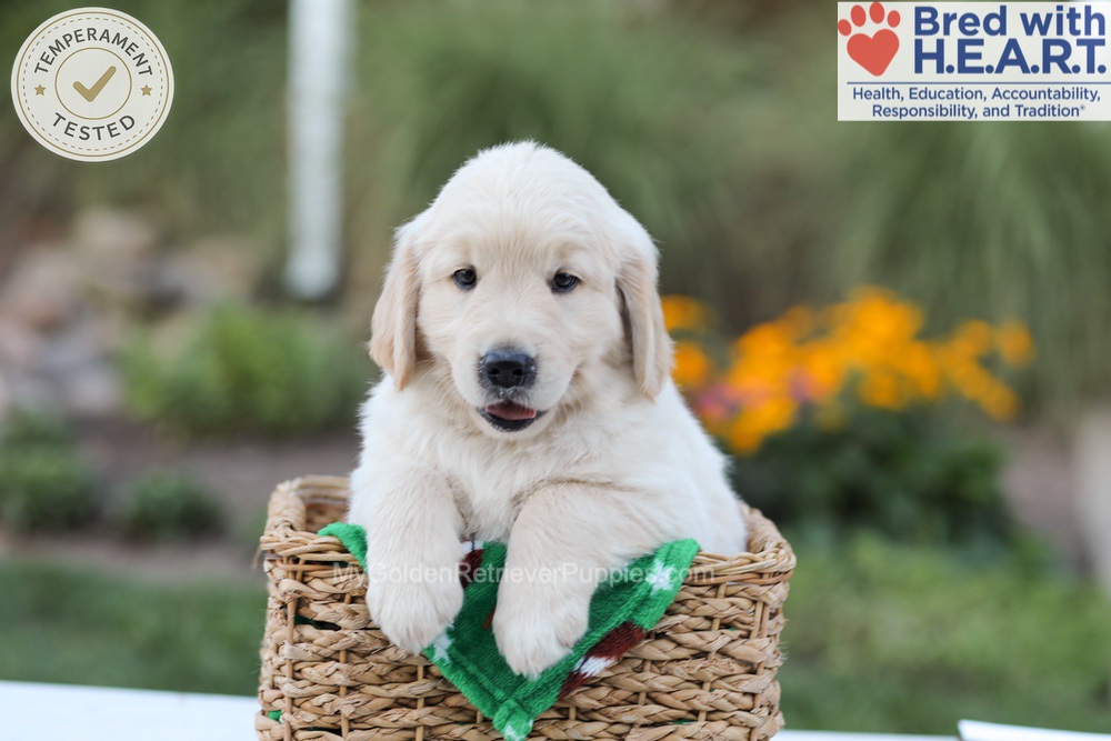 Bear Image of Bear, a Golden Retriever puppy