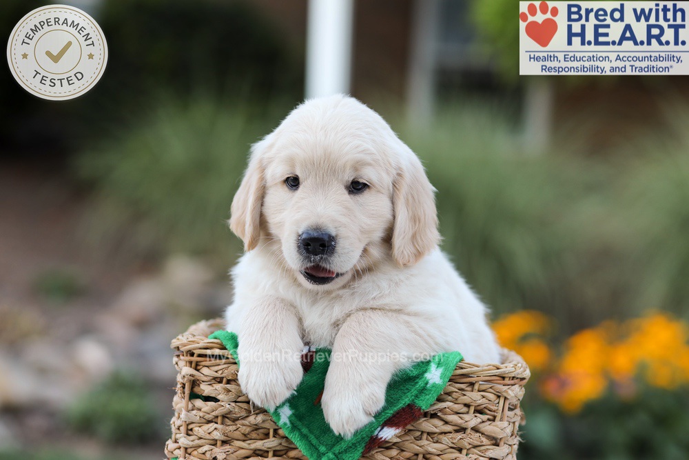 Bear Image of Bear, a Golden Retriever puppy