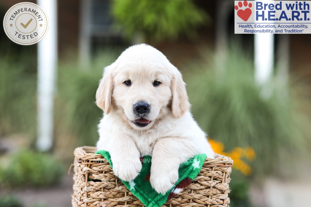 Bear Image of Bear, a Golden Retriever puppy