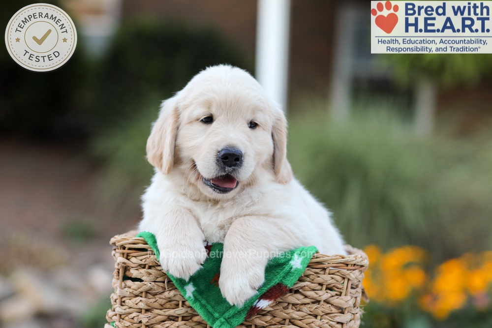Bear Image of Bear, a Golden Retriever puppy
