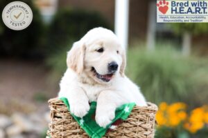 Image of Bear, a Golden Retriever puppy