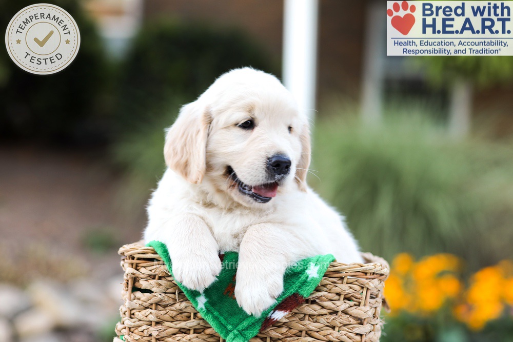 Bear Image of Bear, a Golden Retriever puppy