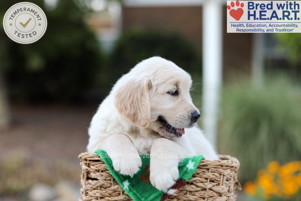 Bear Image of Bear, a Golden Retriever puppy