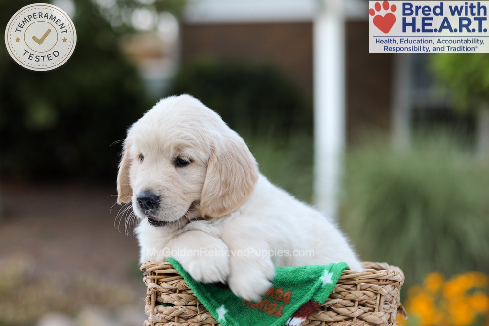 Bear Image of Bear, a Golden Retriever puppy