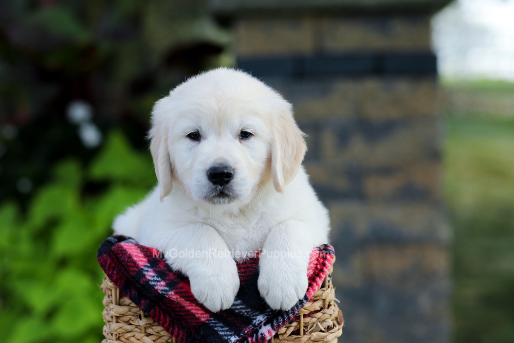 Bennett Image of Bennett, a Golden Retriever puppy