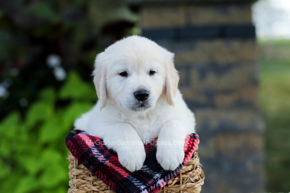 Bennett Image of Bennett, a Golden Retriever puppy