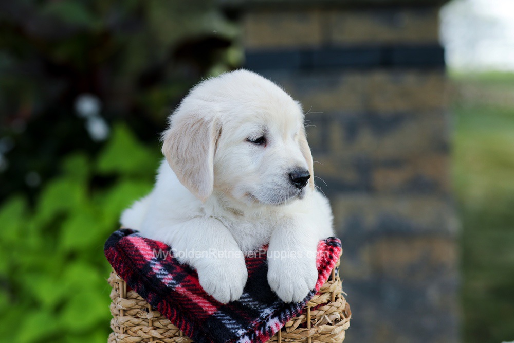 Bennett Image of Bennett, a Golden Retriever puppy