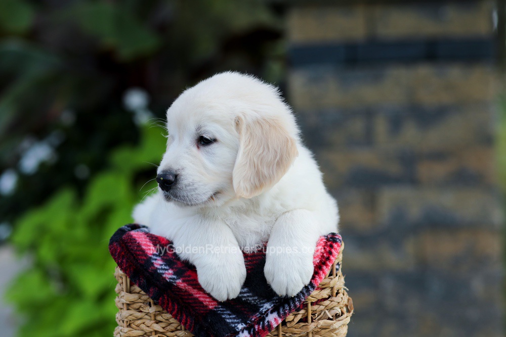 Bennett Image of Bennett, a Golden Retriever puppy